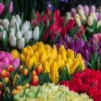 Тюльпаны
