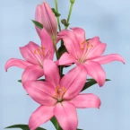 Лилия Азиатская