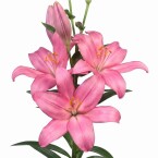 Лилия Азиатская