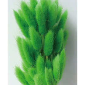 Лагурус Spring Green сухоцвет оптом (1 штука) фото