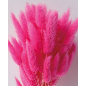 Лагурус Hot Pink сухоцвет оптом (1 штука) фото