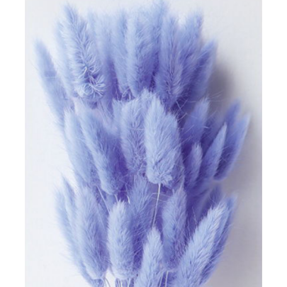 Лагурус Lavender сухоцвет оптом (1 штука) фото