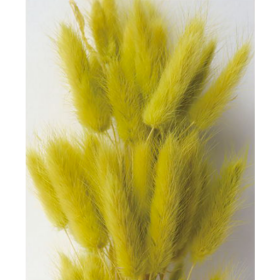 Лагурус Green Yellow сухоцвет оптом (1 штука) фото