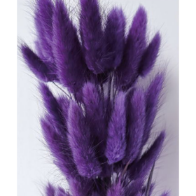 Лагурус Purple сухоцвет оптом (1 штука) фото