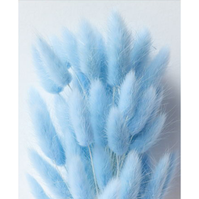 Лагурус Light Blue сухоцвет оптом (1 штука) фото