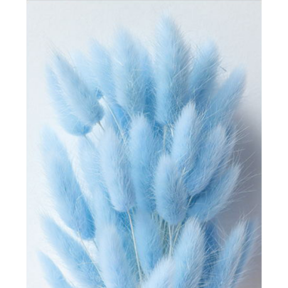 Лагурус Light Blue сухоцвет оптом (1 штука) фото