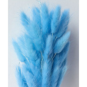Лагурус Corn Flower Blue сухоцвет оптом (1 штука) фото