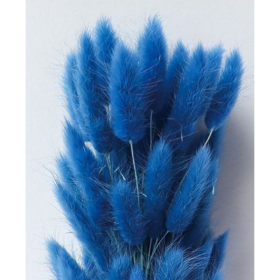 Лагурус Medium Blue сухоцвет оптом (1 штука) фото