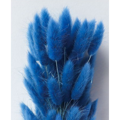 Лагурус Medium Blue сухоцвет оптом (1 штука) фото