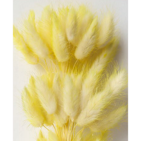 Лагурус Duble Yellow  сухоцвет оптом (1 штука) фото