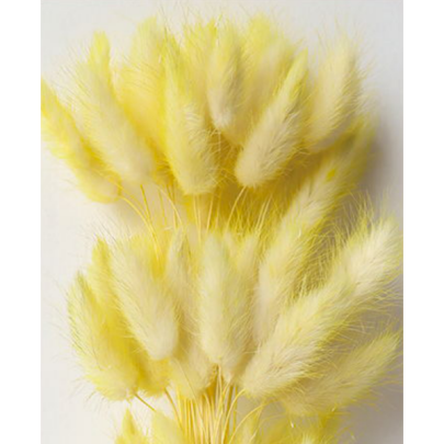 Лагурус Duble Yellow  сухоцвет оптом (1 штука) фото