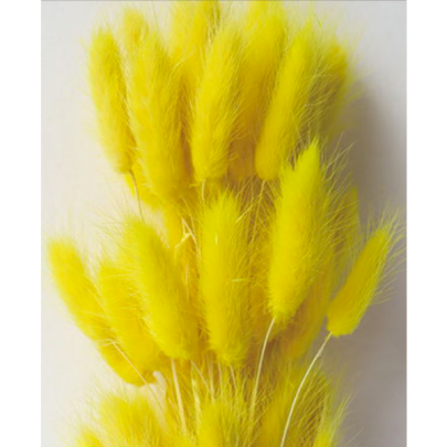 Лагурус Yellow сухоцвет оптом (1 штука) фото