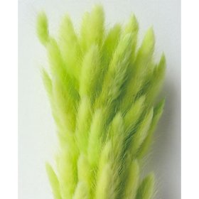 Лагурус Lawn Green сухоцвет оптом (1 штука) фото