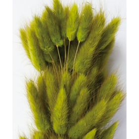 Лагурус Yellow Green сухоцвет оптом (1 штука) фото