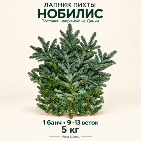 Ветки Пихты Нобилис живые 5 кг (1 пучок - 10 веток) оптом фото