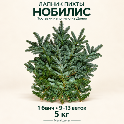 Ветки Пихты Нобилис живые 5 кг (1 пучок - 10 веток) фото