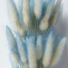 Лагурус Light blue сухоцвет оптом (1 пучок - 50 шт)