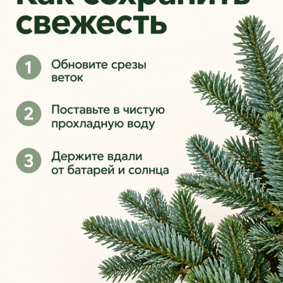 Ветки Пихты Нобилис живые 5 кг (1 пучок - 10 веток) фото изображение 2