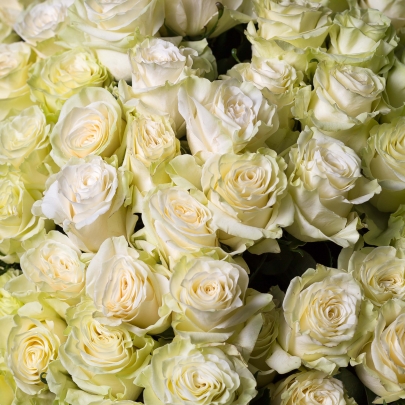 101 Белая Роза (100 см.) фото изображение 4