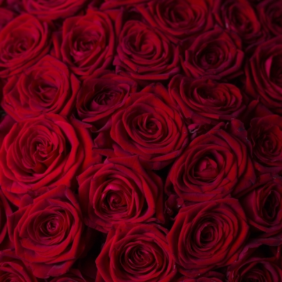 101 Красная Роза (60 см.) фото изображение 4
