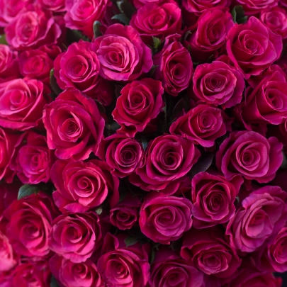 101 Малиновая Роза (40 см.) фото изображение 5