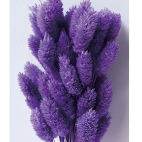 Фалярис Purple сухоцвет оптом (1 пучок-50шт) фото