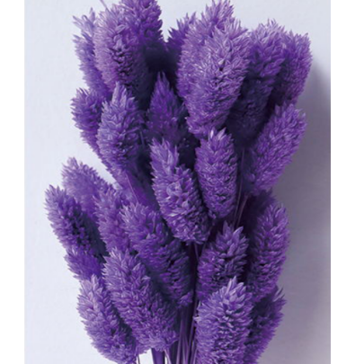 Фалярис Purple сухоцвет оптом (1 пучок-50шт) фото