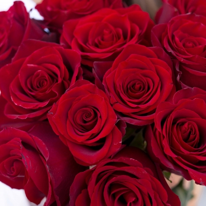 11 Малиновых Роз (70 см.) фото изображение 2