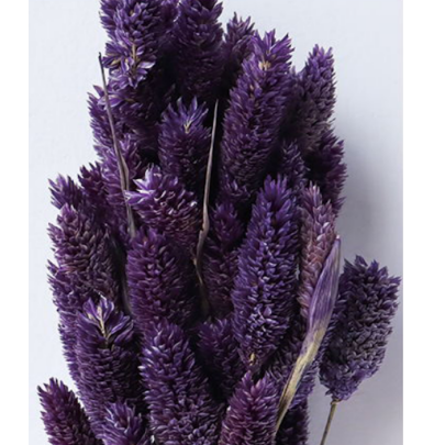 Фалярис Dark orchid сухоцвет оптом (1 пучок-50шт) фото