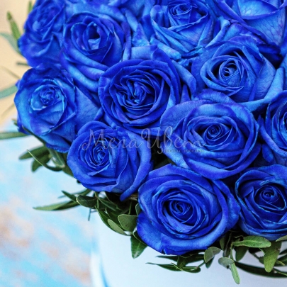 35 Синих Роз (40 см.) в коробке фото изображение 2