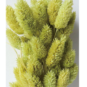 Фалярис Green yellow сухоцвет оптом (1 пучок-50шт) фото