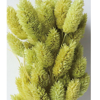 Фалярис Green yellow сухоцвет оптом (1 пучок-50шт) фото