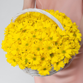 15 Жёлтых Кустовых Хризантем Ромашка в корзине фото