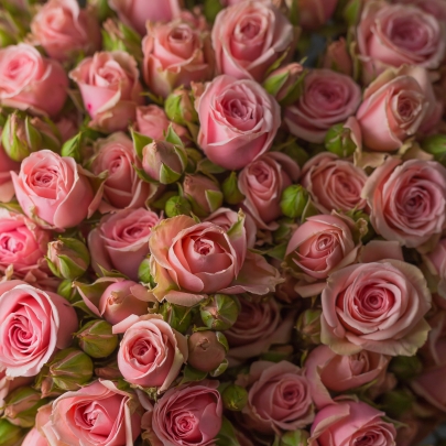 21 Кустовая Розовая Роза (60 см.) фото изображение 4