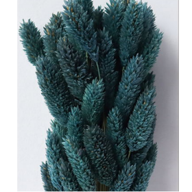 Фалярис Dark cyan сухоцвет оптом (1 пучок-50шт) фото