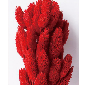 Фалярис Red сухоцвет оптом (1 пучок-50шт) фото
