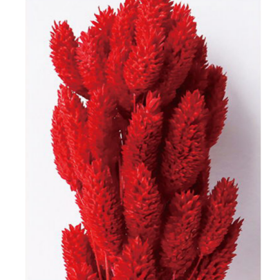 Фалярис Red сухоцвет оптом (1 пучок-50шт) фото