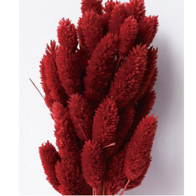 Фалярис Crimson сухоцвет оптом (1 пучок-50шт) фото