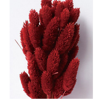 Фалярис Crimson сухоцвет оптом (1 пучок-50шт) фото