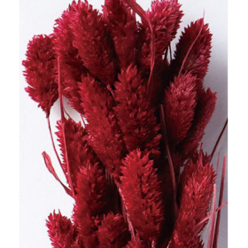 Фалярис Brown сухоцвет оптом (1 пучок-50шт) фото