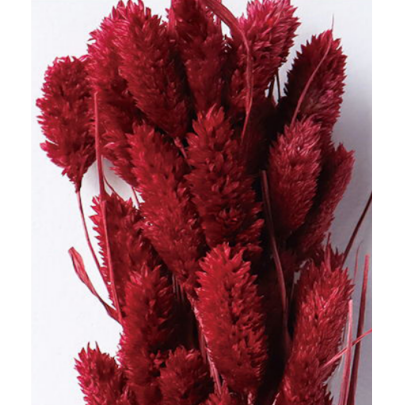 Фалярис Brown сухоцвет оптом (1 пучок-50шт) фото