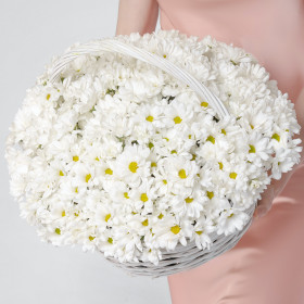 25 Белых Кустовых Хризантем Ромашка в корзине фото