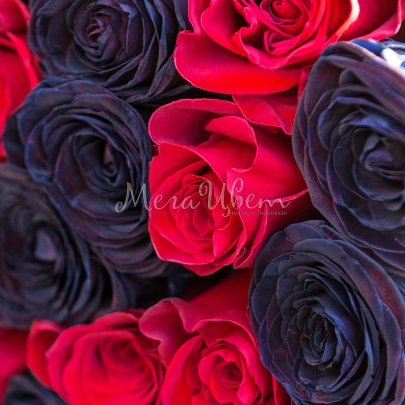 25 Красно-Черных Роз фото изображение 4