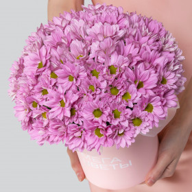 25 Розовых Кустовых Хризантем Ромашка в коробке фото