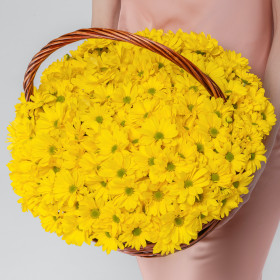 25 Желтых Кустовых Хризантем Ромашка в корзине фото