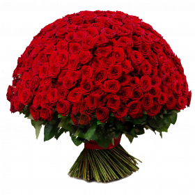 251 Красная Роза (60 см.) фото