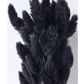 Фалярис Black сухоцвет оптом (1 пучок-50шт) фото