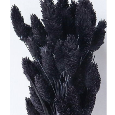 Фалярис Black сухоцвет (1 пучок-50шт) фото