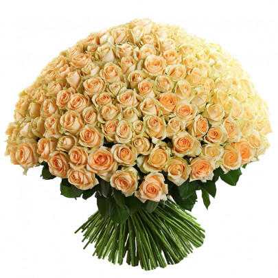 301 Персиковая Роза (60 см.) фото