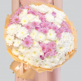35 Бело-Розовых Кустовых Хризантем фото